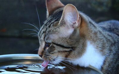 Les trois meilleures fontaines à eau pour chat en 2022