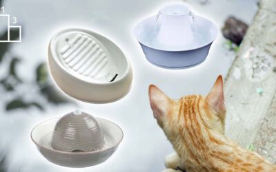 Les trois meilleures fontaine à eau en céramique pour chat en 2022