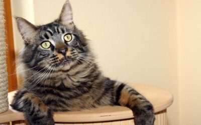 Les trois meilleurs arbres à chat de grande taille en 2022