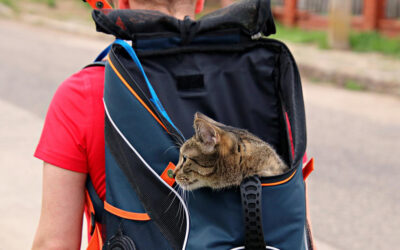 Les trois meilleurs sacs à dos de transport pour chat en 2022