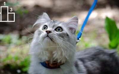 Les trois meilleurs harnais pour chat en 2022
