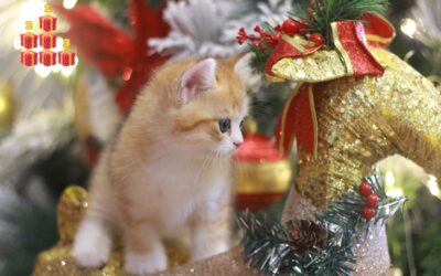 Les trois meilleurs cadeaux de Noël pour chaton