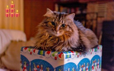 Les trois meilleurs cadeaux de Noël pour chat adulte
