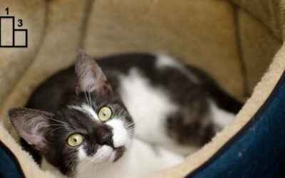 Les trois meilleurs paniers ronds pour chat en 2023