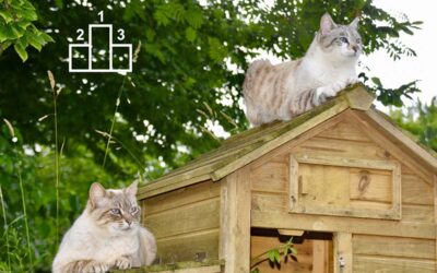 Les trois meilleurs abris d’extérieur pour chat en 2023