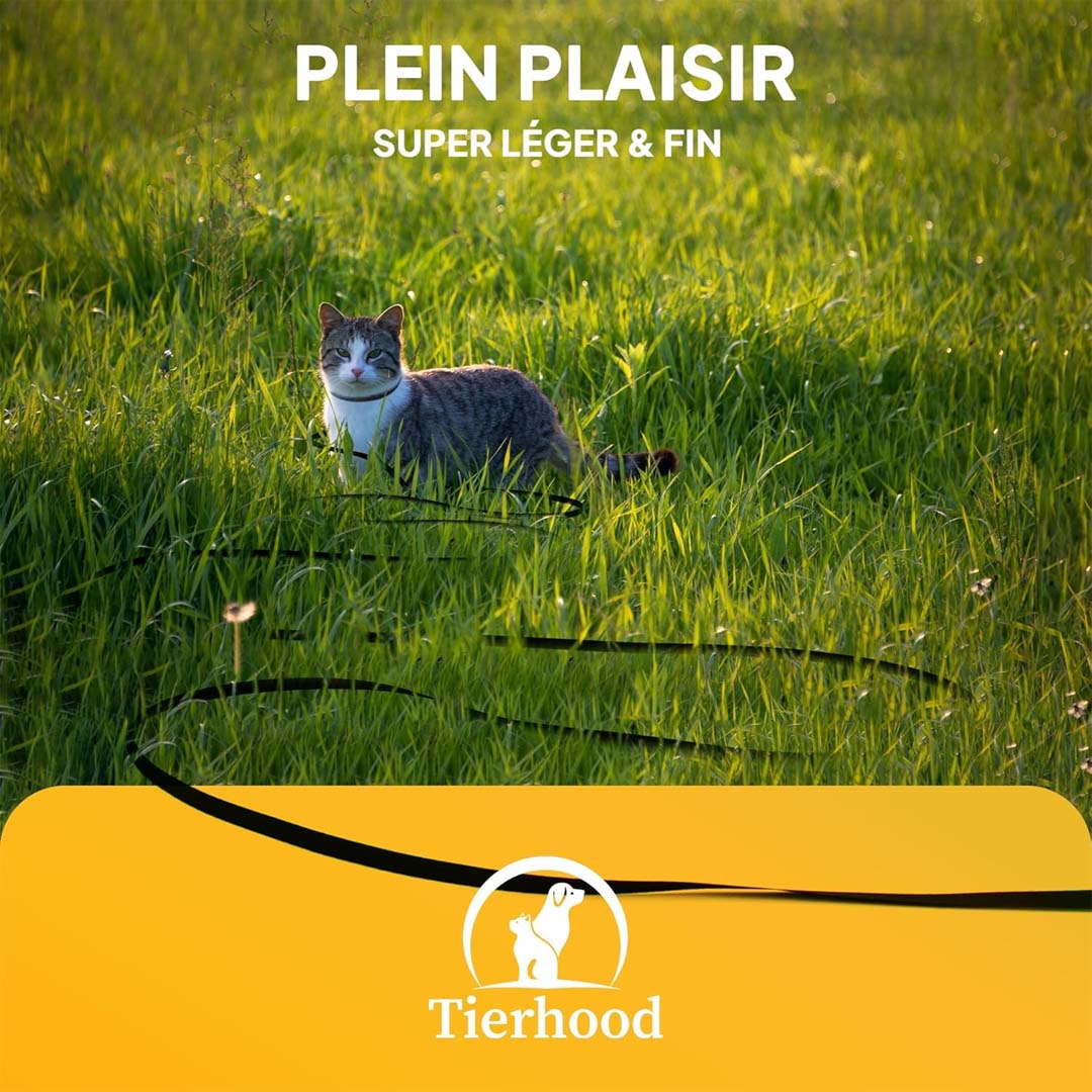 Chat avec une grande laisse se promène dans l'herbe