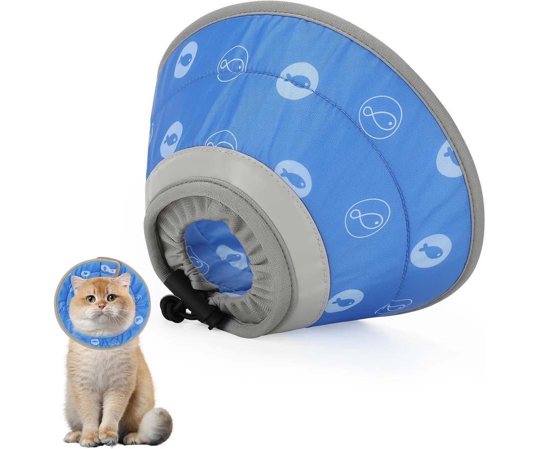 Un chat avec une collerette bleue