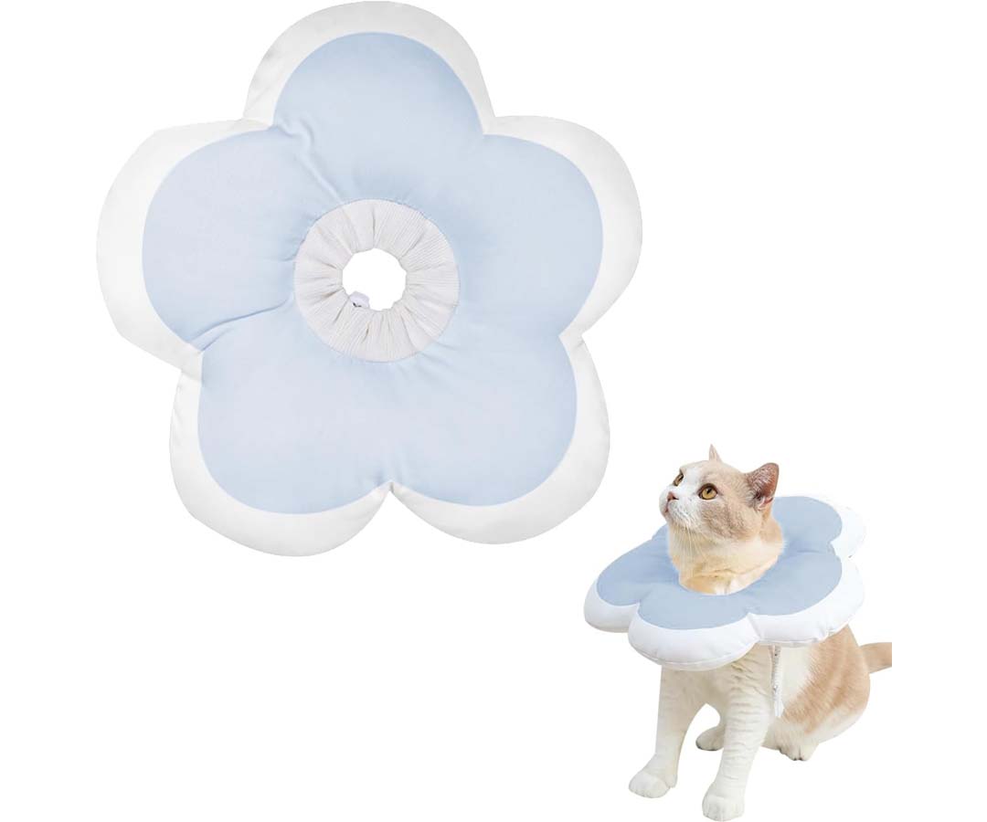 Un roux et blanc porte une collerette bleu clair