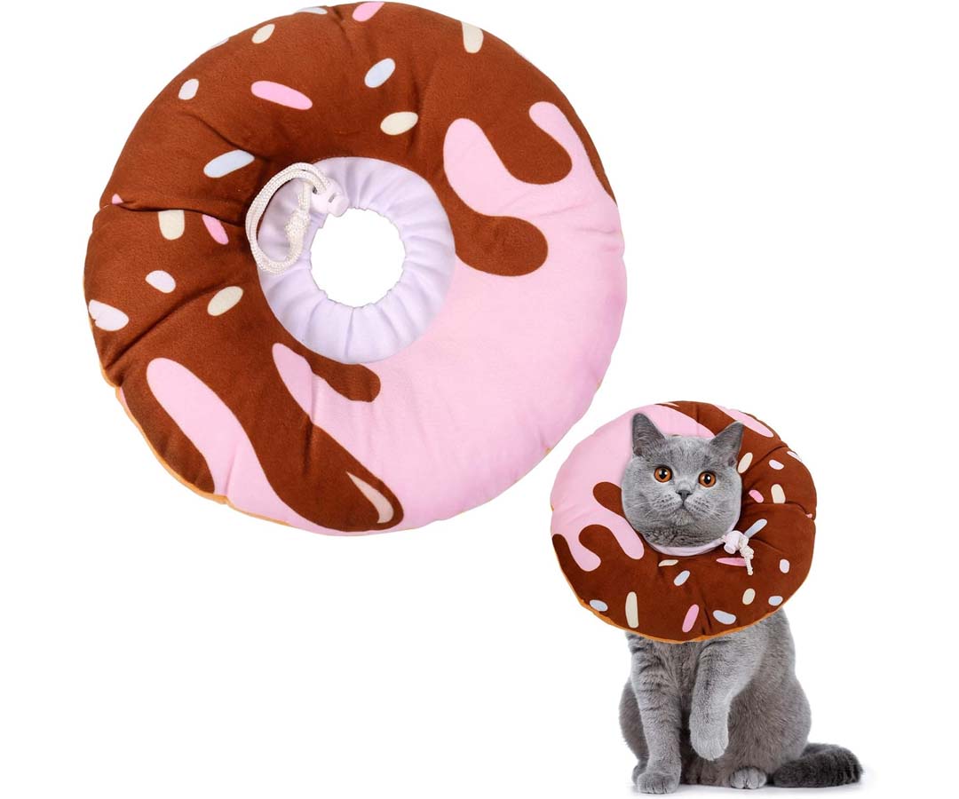 Un chat gris avec une collerette