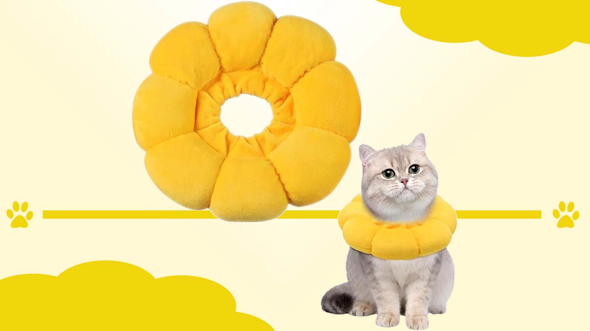 Un chat avec une collerette jaune