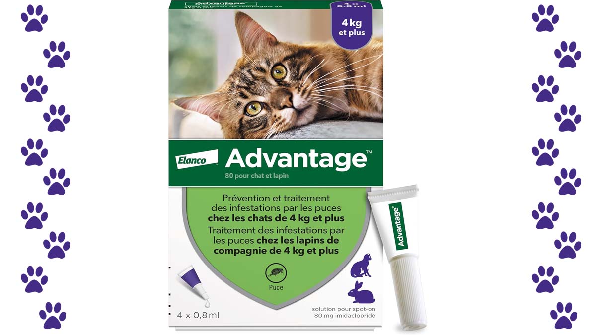 Boite de pipettes antipuces pour chat de la marque Advantage