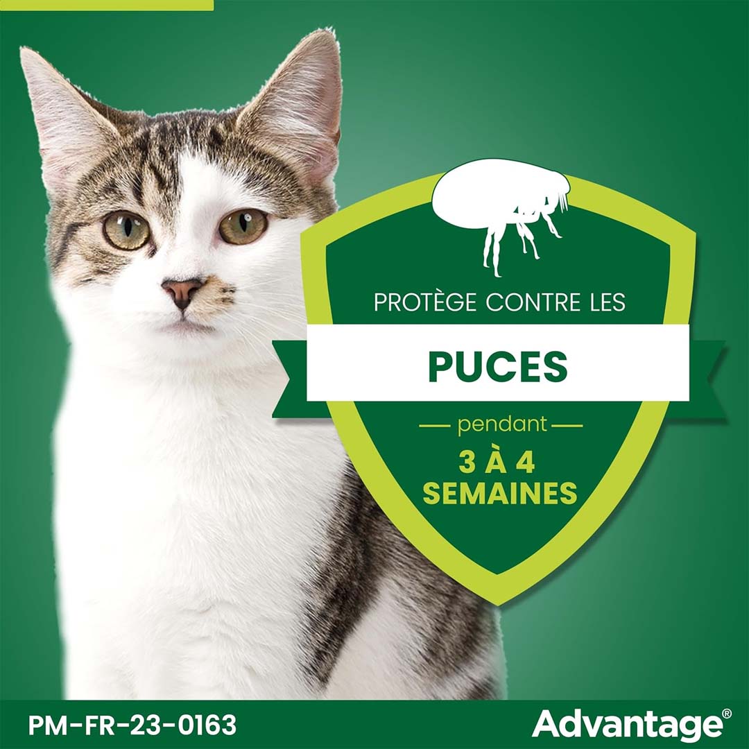 Un chat est protéger contre les puces pendant 3 à 4 semaines