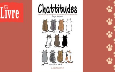 Chattitudes