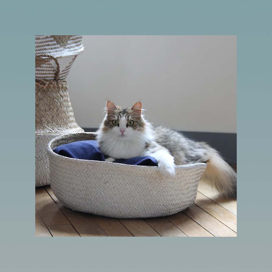Un chat blanc dans un panier rond Homycat