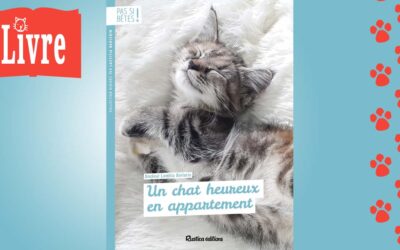 Un chat heureux en appartement
