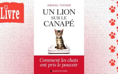 Un lion sur le canapé