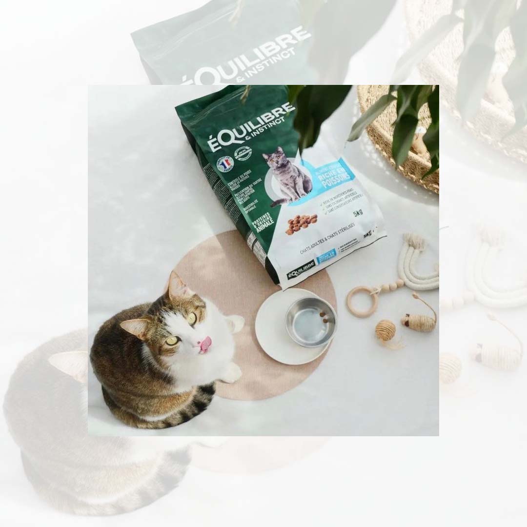 Image de présentation des croquettes riches en en poissons blancs frais Équilibre & Instinct