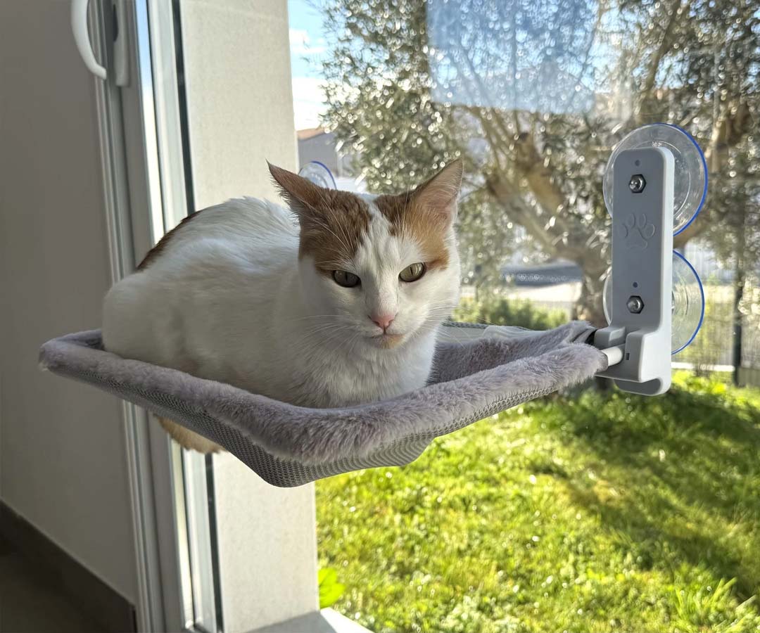 Un chat blanc se repose sur un hamac accroché à une fenêtre