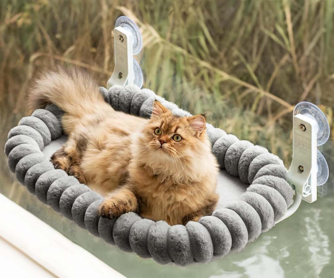 Un chat dans un hamac de fenêtre dont le coussin est gris