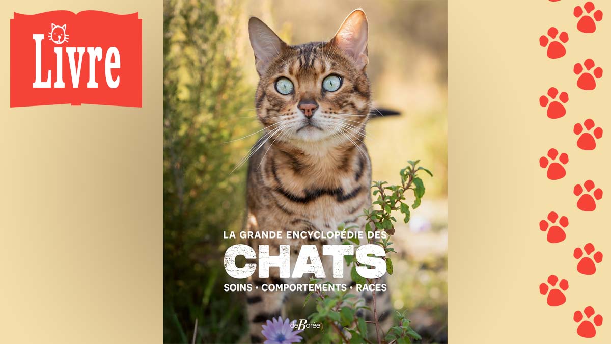 Image de présentation du livre : La grande encyclopédie des chats