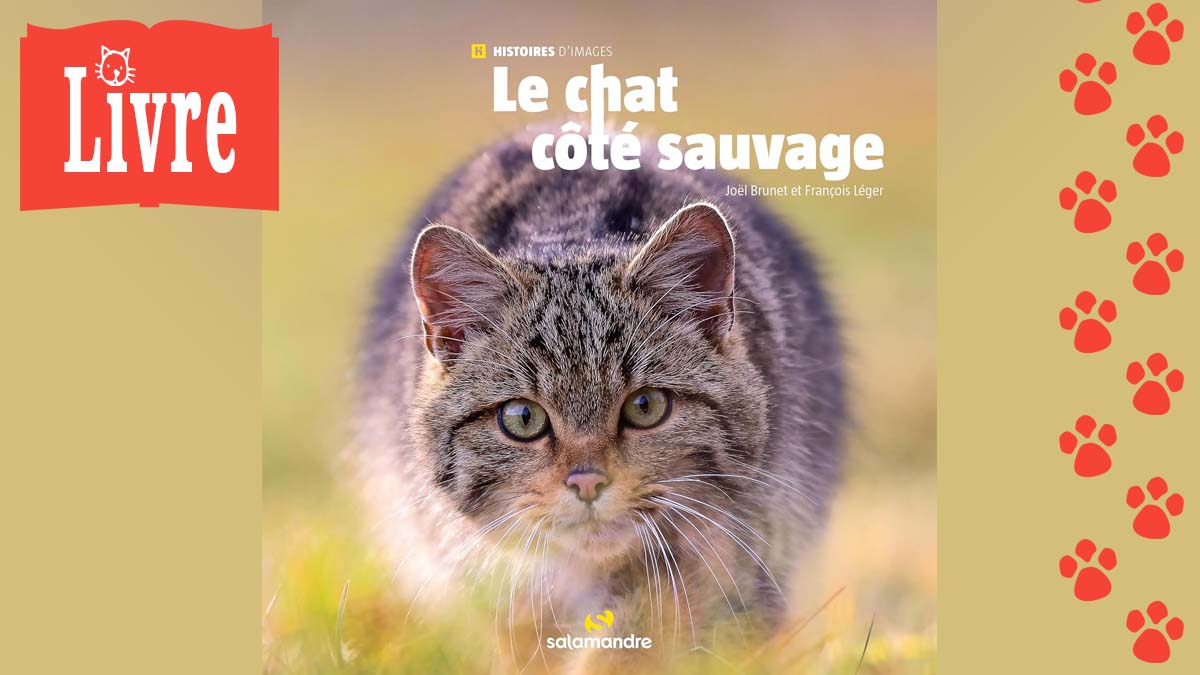 Image de présentation du livre : Le chat côté sauvage