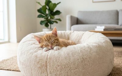 Comment bien aménager le coin repos de votre chaton : les 3 règles d’or