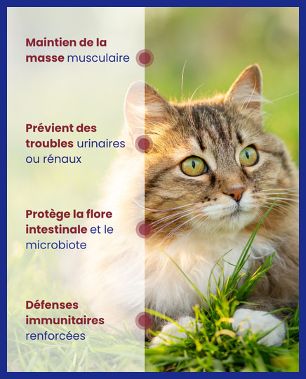 Bénéfices santé mousse Lapsa : masse musculaire, santé urinaire, microbiote et défenses immunitaires.