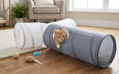 L&rsquo;éveil et le jeu pour votre chaton : les 3 règles d’or !